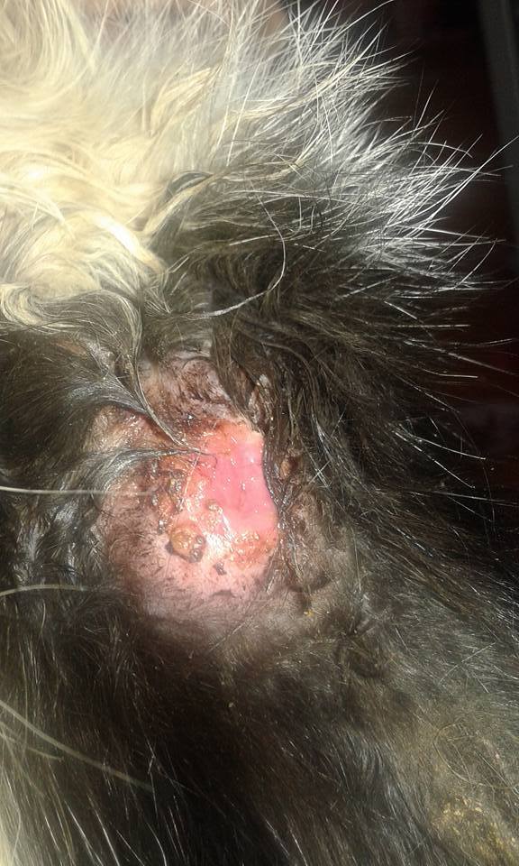 14657245_690814431083163_5128648928809220047_n