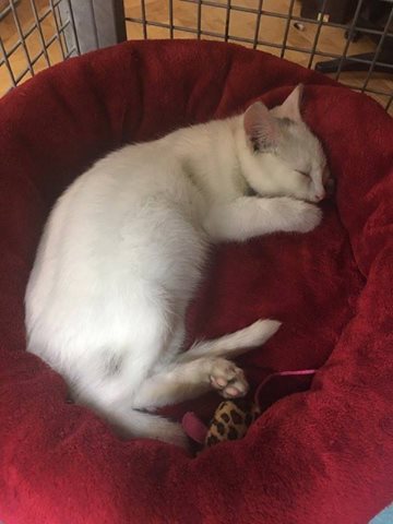 14657429_697098650454741_3479637248190656964_n