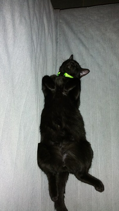 14658387_1252676958086049_1234712790_n