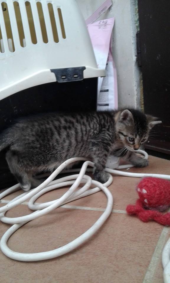 14666071_689444151220191_4424609785078629467_n