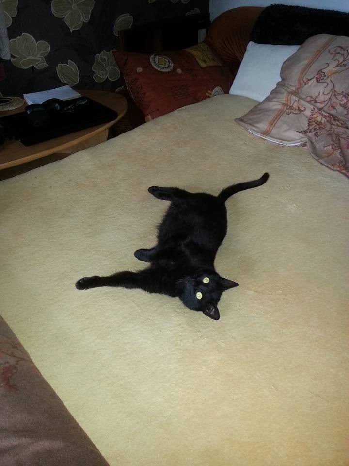 14666140_688084334689506_4424499187141756088_n