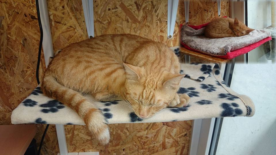 14666207_693243377506935_5346515406551049531_n