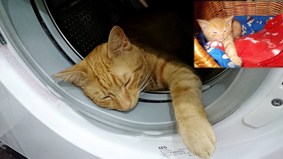 14666208_693243174173622_4907889950094686524_n