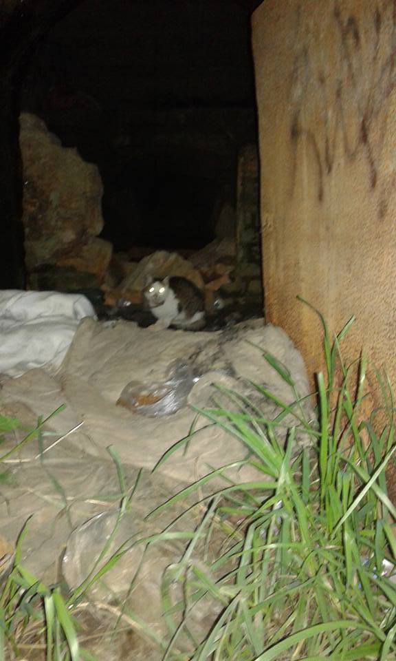 14666254_688576511306955_3152150986100940044_n