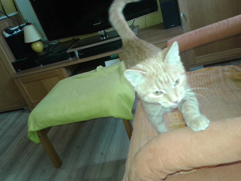 14670633_693545584143381_4052252382682527921_n