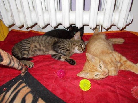 14670680_690808224417117_4697995188418140593_n