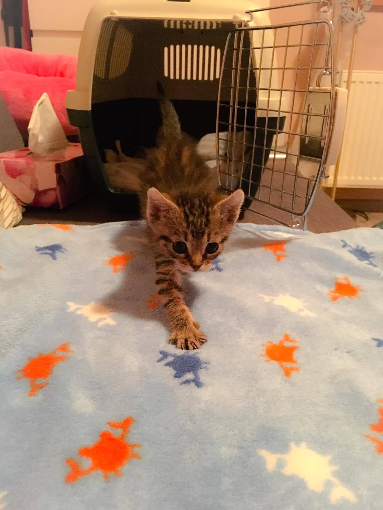 14672622_10205921804804602_1229815381_o