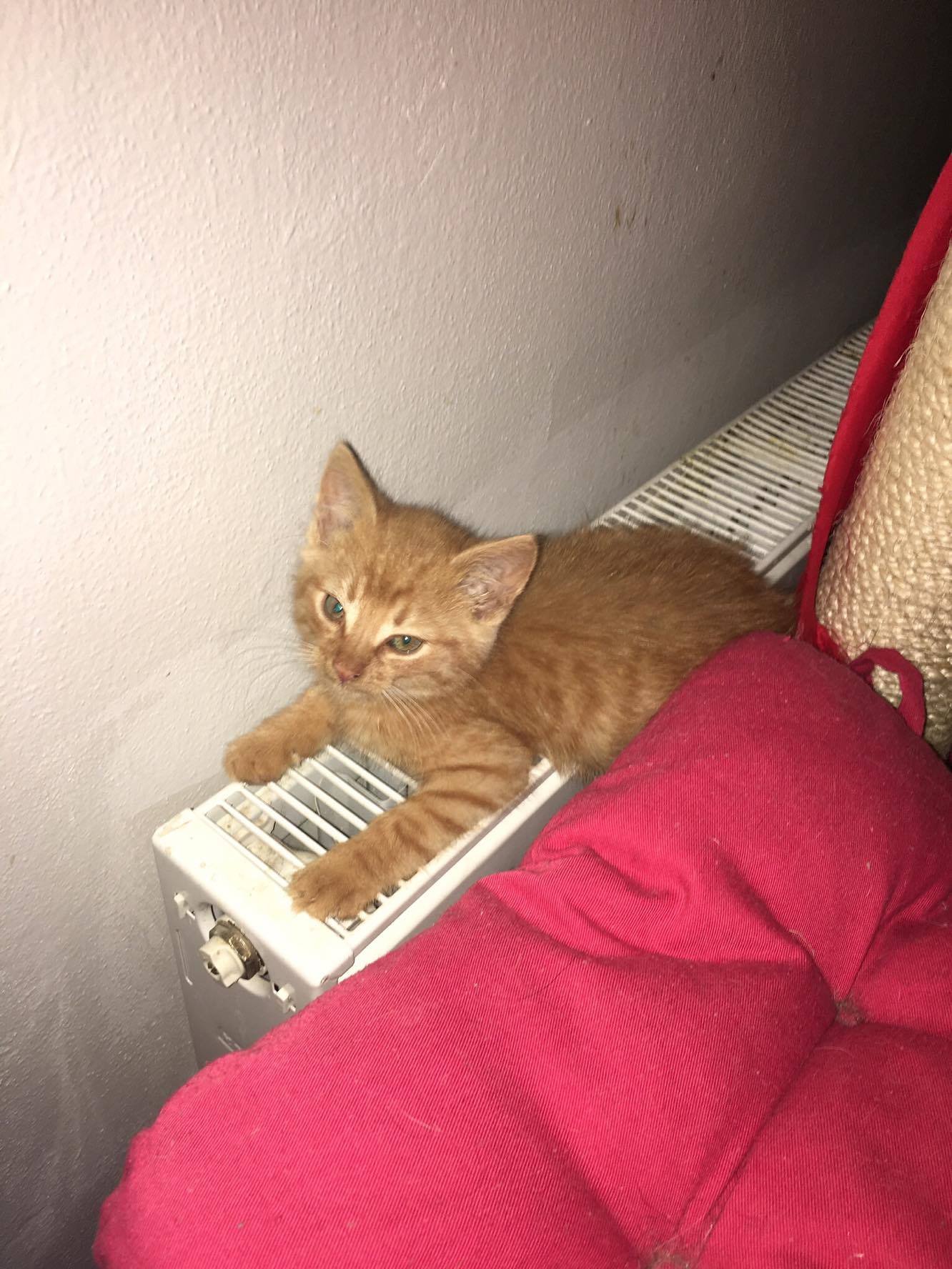 14677956_10205916419749979_1781575057_o