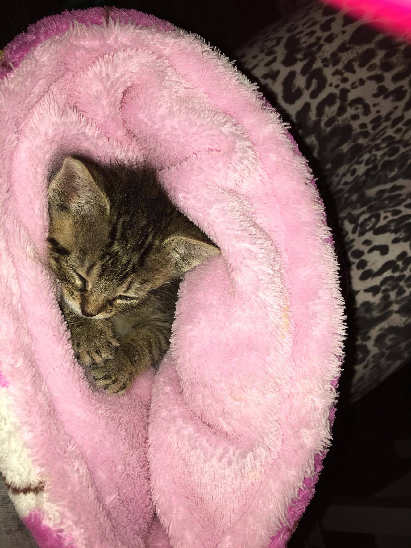 14678110_10205921727042658_1887205406_o