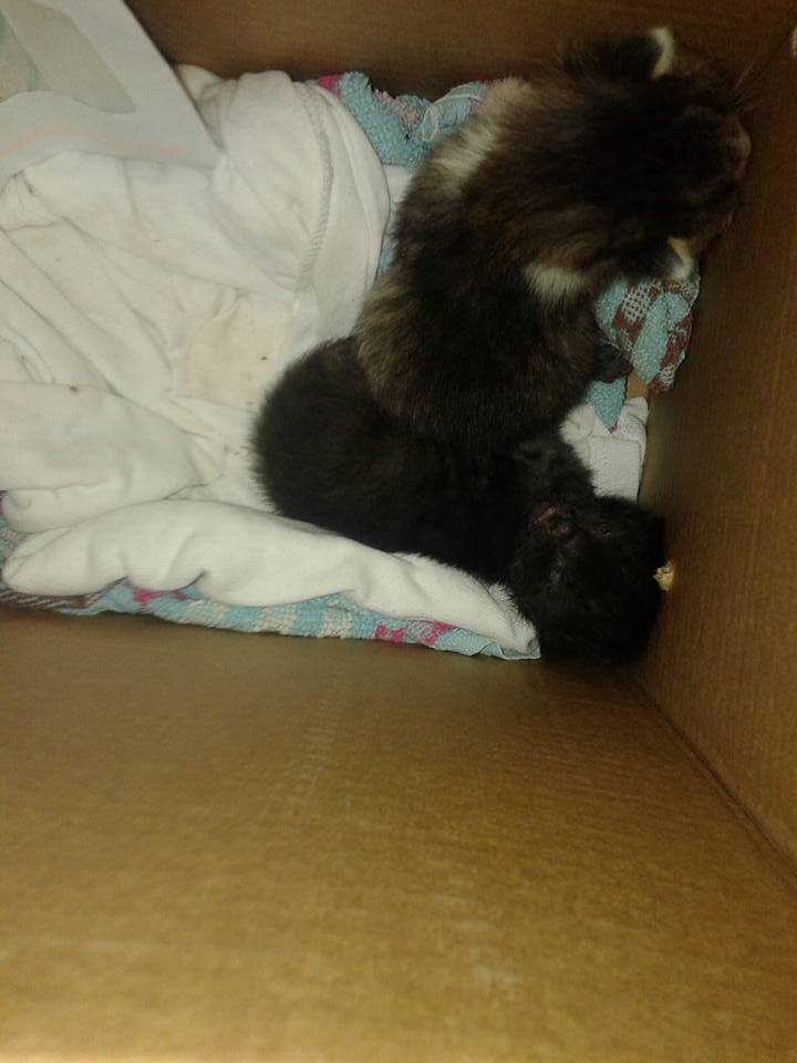 14680676_692585357572737_3642253578406943610_n