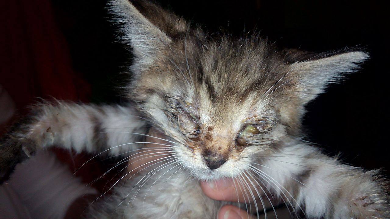 14680816_690805401084066_3749881243648280165_o