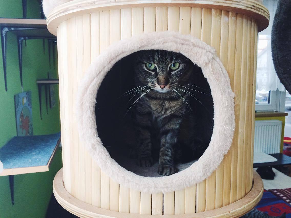 14681006_688092281355378_1423336975987377417_o