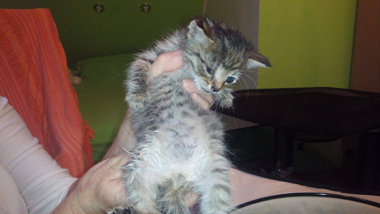 14681953_690805434417396_6746456416756521787_o