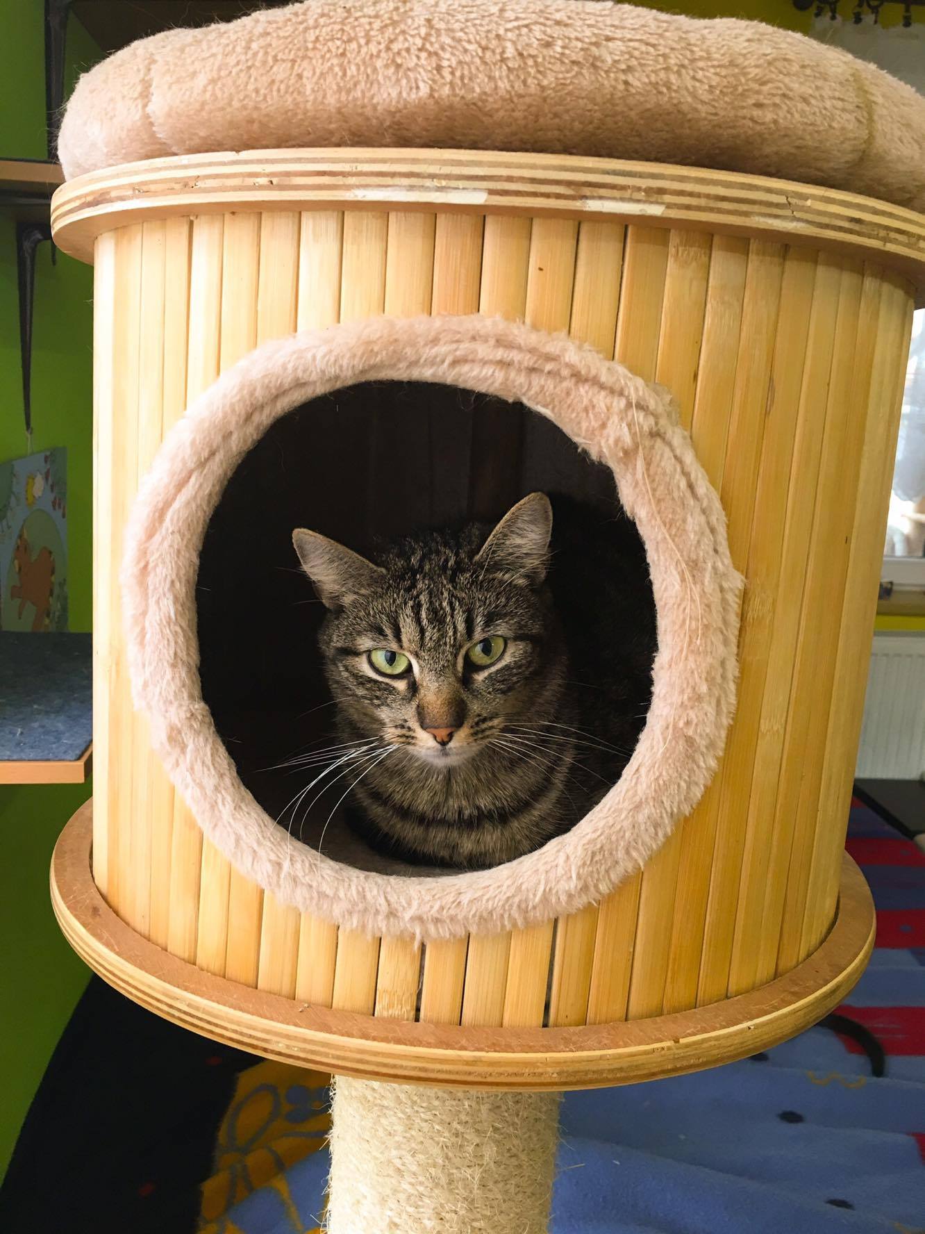 14689750_10205921804364591_2008594721_o