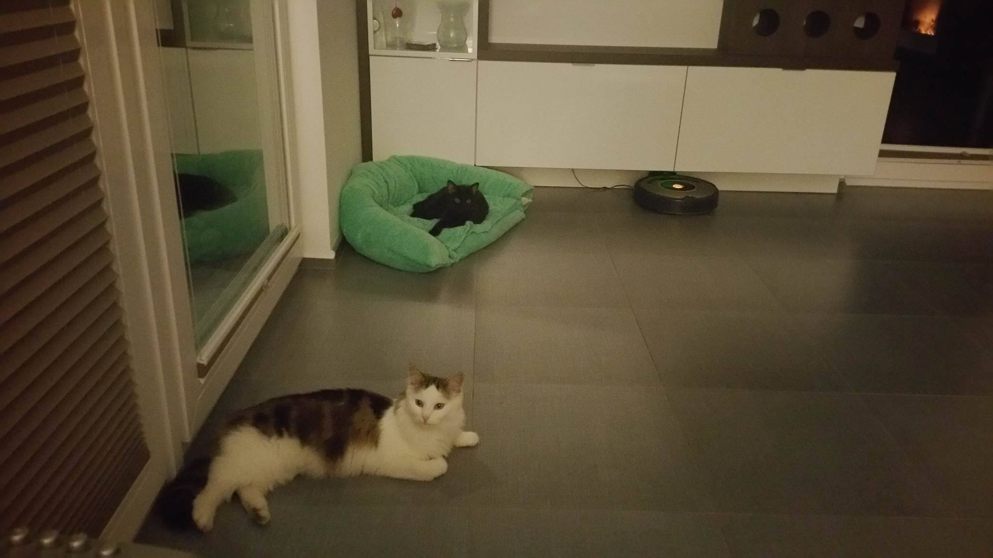 14689989_1252676611419417_2038512796_o