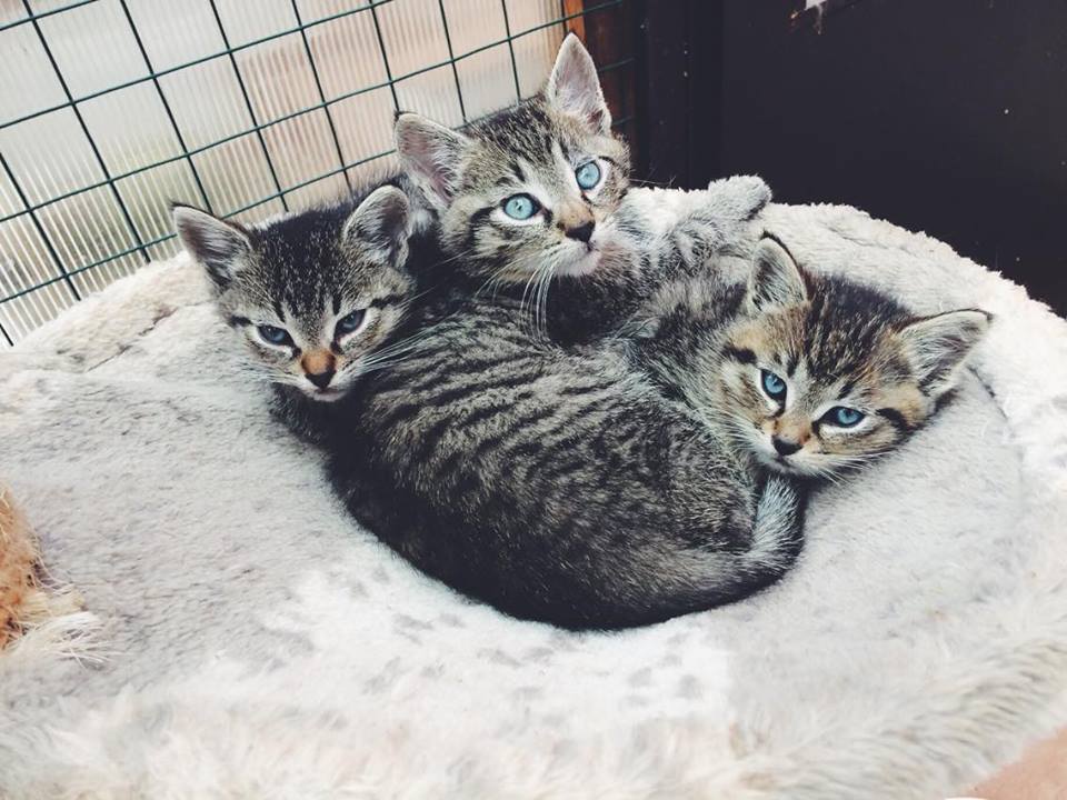 14690859_692583477572925_1253845739586416358_n