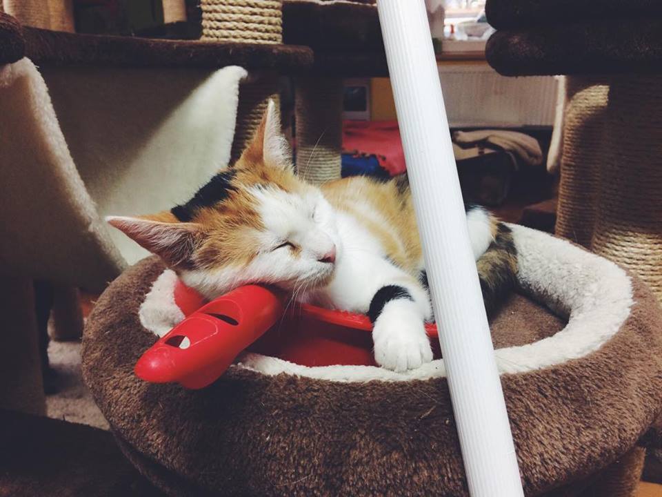 14690898_692583484239591_1087730495732358879_n