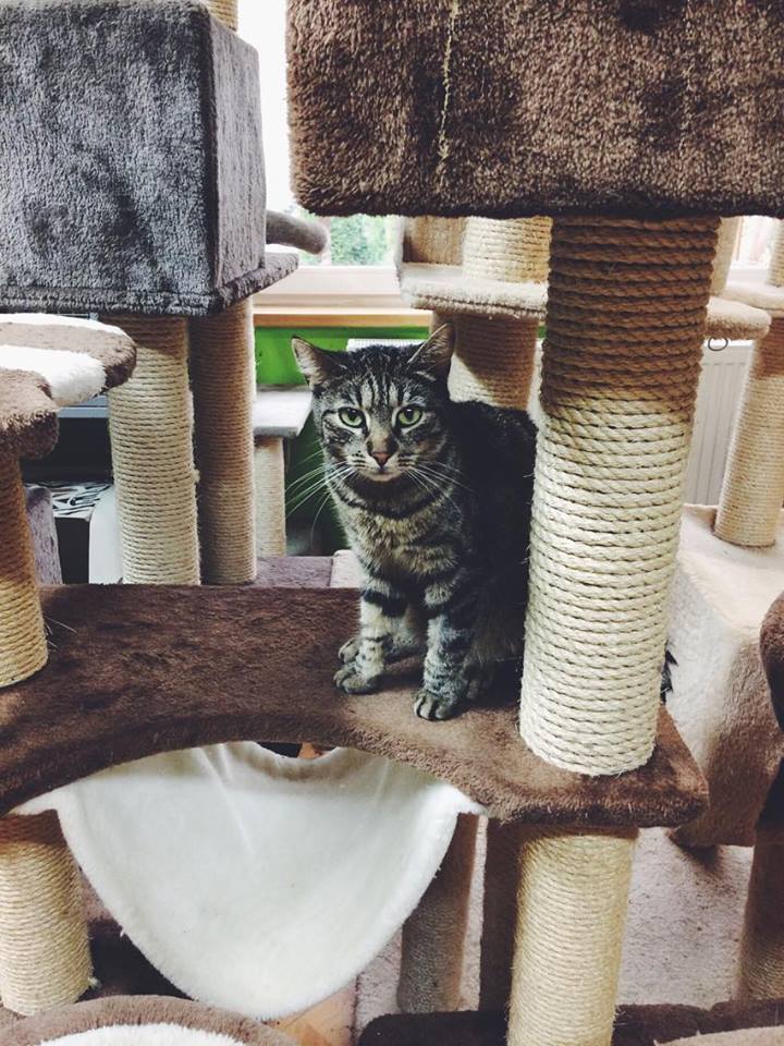 14690933_692583570906249_804885273586400793_n