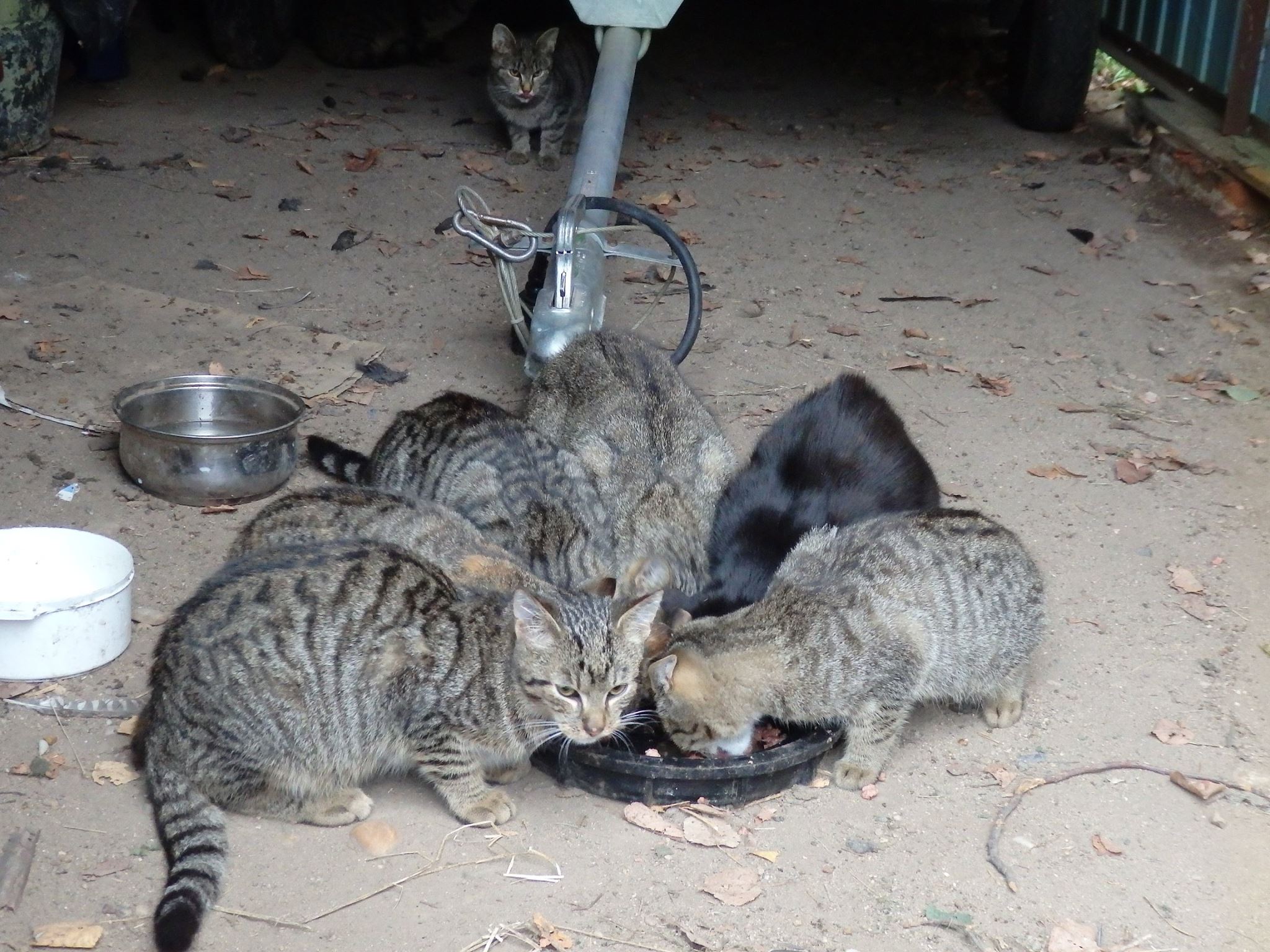 14691212_689568127874460_9079266048703823955_o