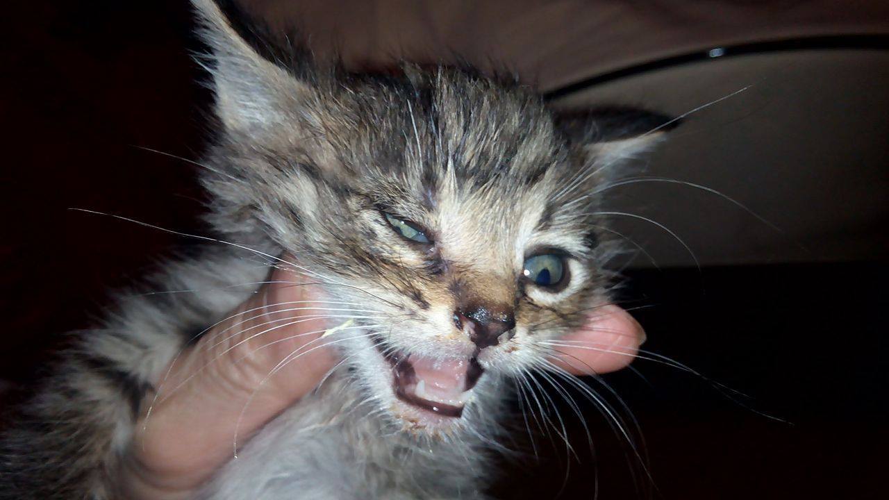 14691238_690805391084067_5055380454663922276_o