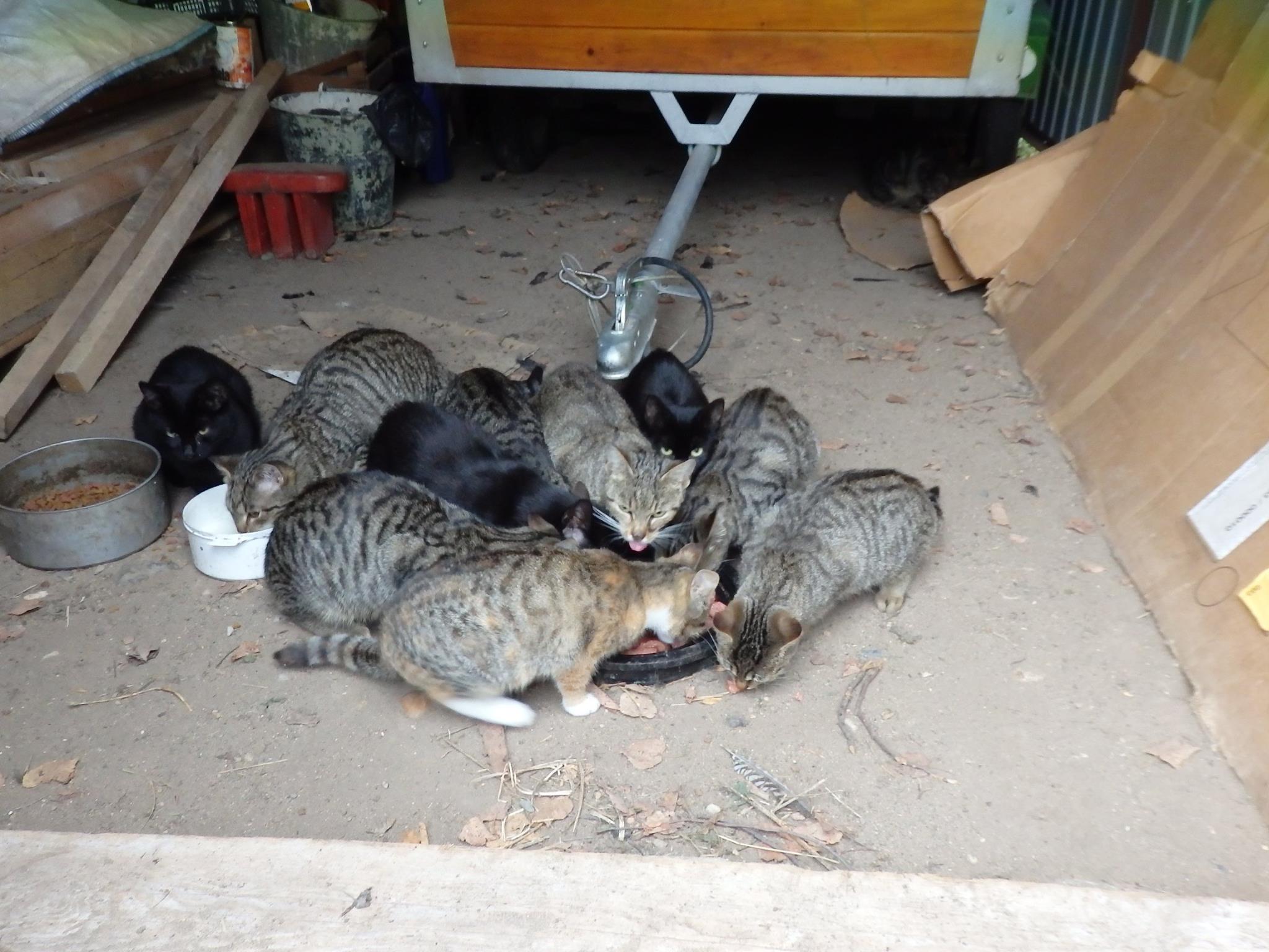 14691369_689568121207794_5573655899488856932_o