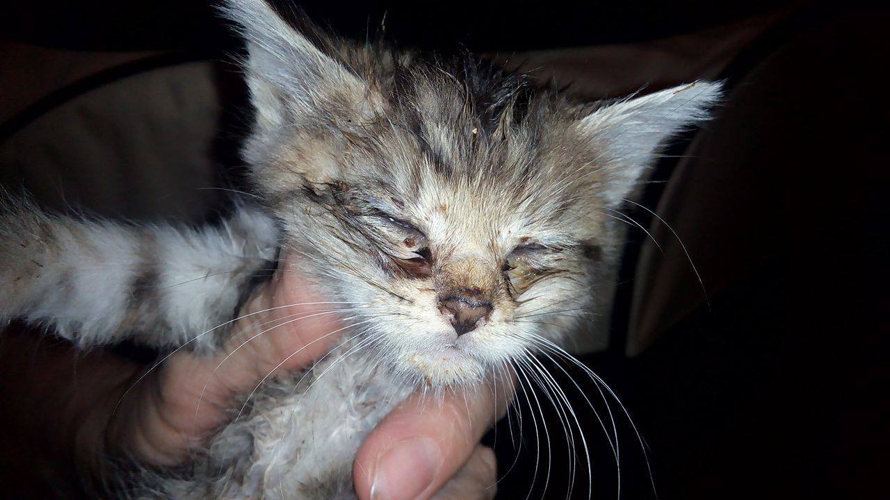 14691997_690805457750727_8941055977882634961_o