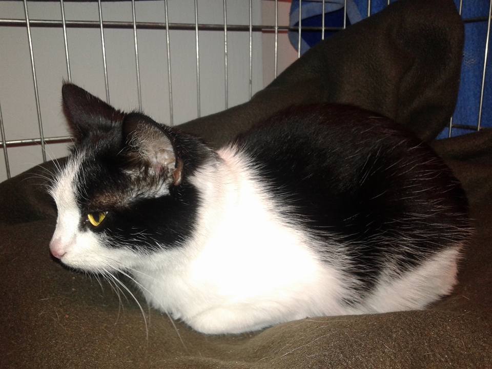 14695303_692585850906021_9114228582835050431_n