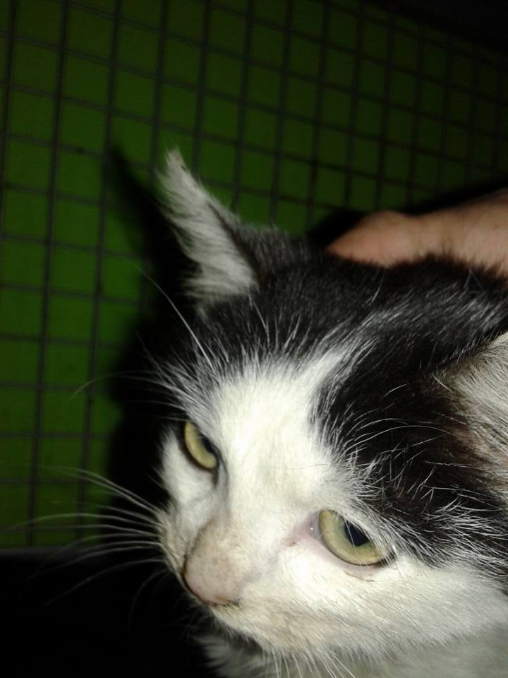 14695444_697057540458852_9182085512828659554_n