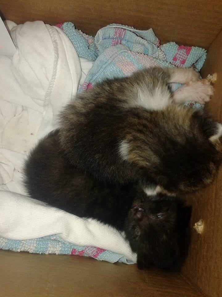 14695582_692585624239377_319298569544382786_n