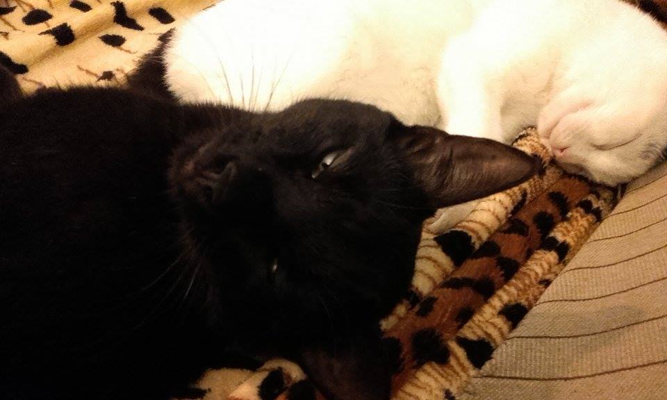 14696807_979169145528463_471941844_n-1