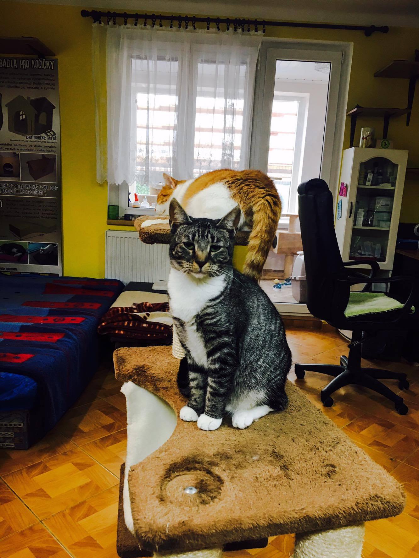 14697213_10205921804204587_760239320_o