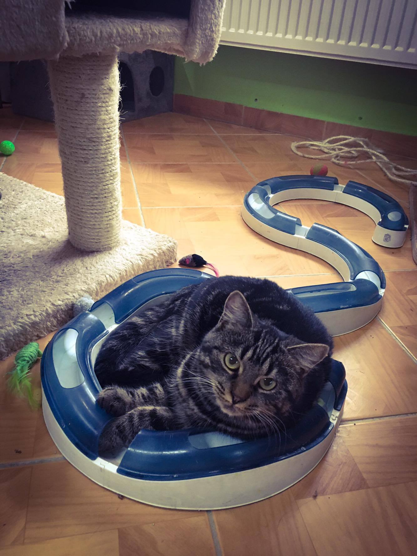 14699504_10205921804164586_1641867106_o