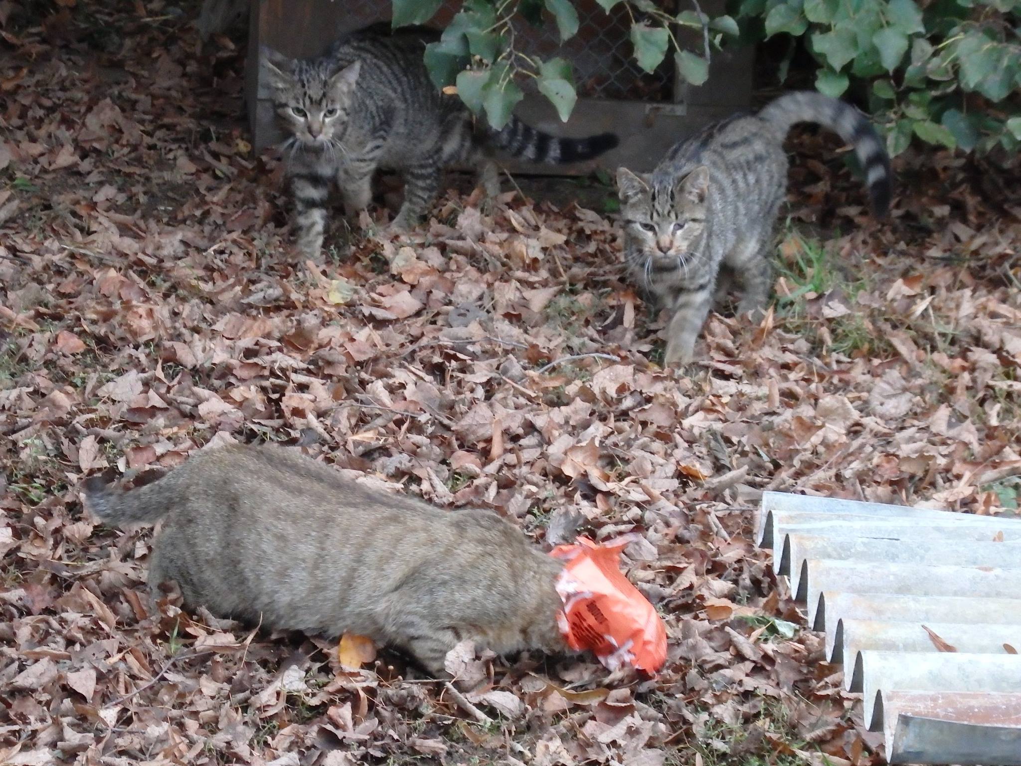 14701036_689568241207782_820649572219223196_o