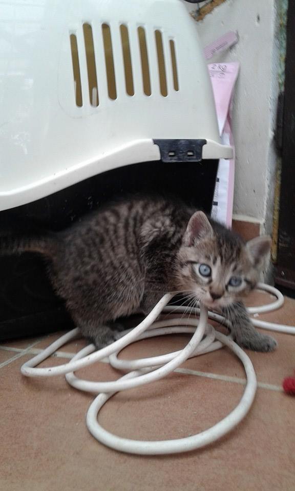 14702249_689445144553425_1886274045763351936_n