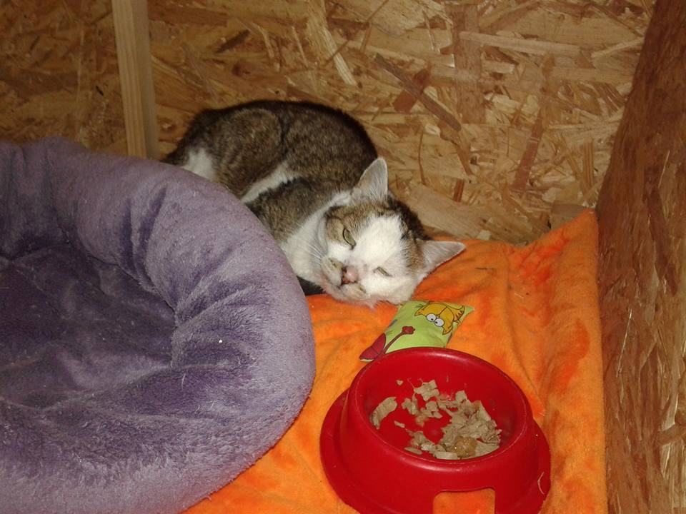 14705694_699475733550366_9048915125606599332_n