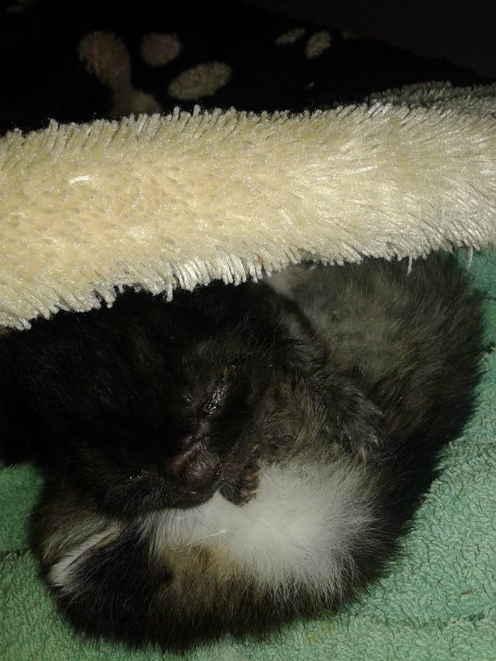 14705719_693545554143384_4229694630886486952_n