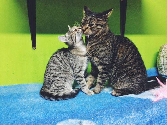 14705753_692583754239564_9162779003735164633_n