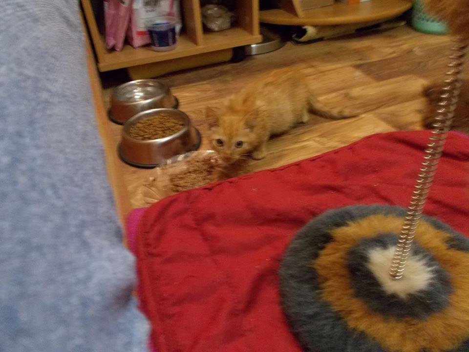 14705803_690808237750449_8458107166391292047_n