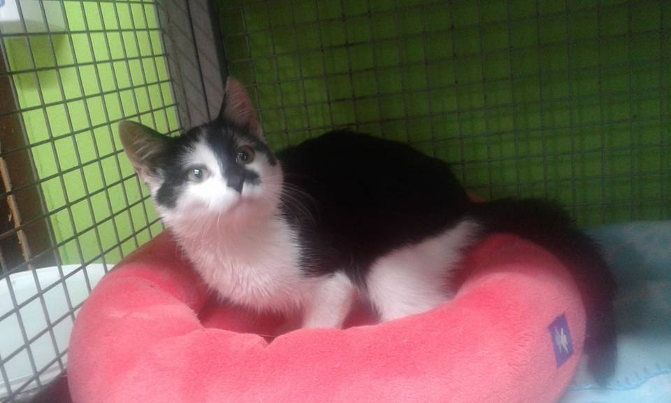 14705808_690814211083185_7455346913988956090_n