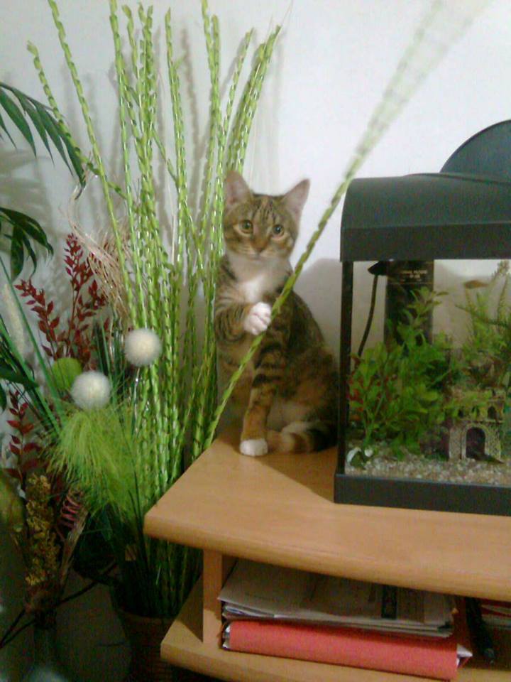 14705909_690709777760295_2338284127607066873_n