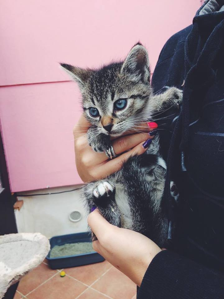 14708118_692583737572899_1291048202644537026_n