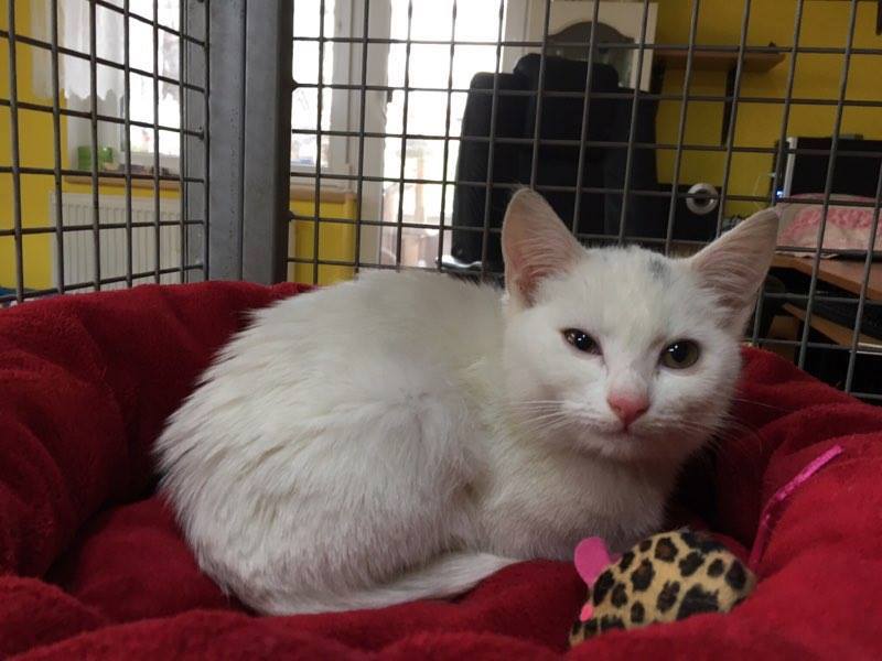 14708258_697098677121405_3954342565968341524_n