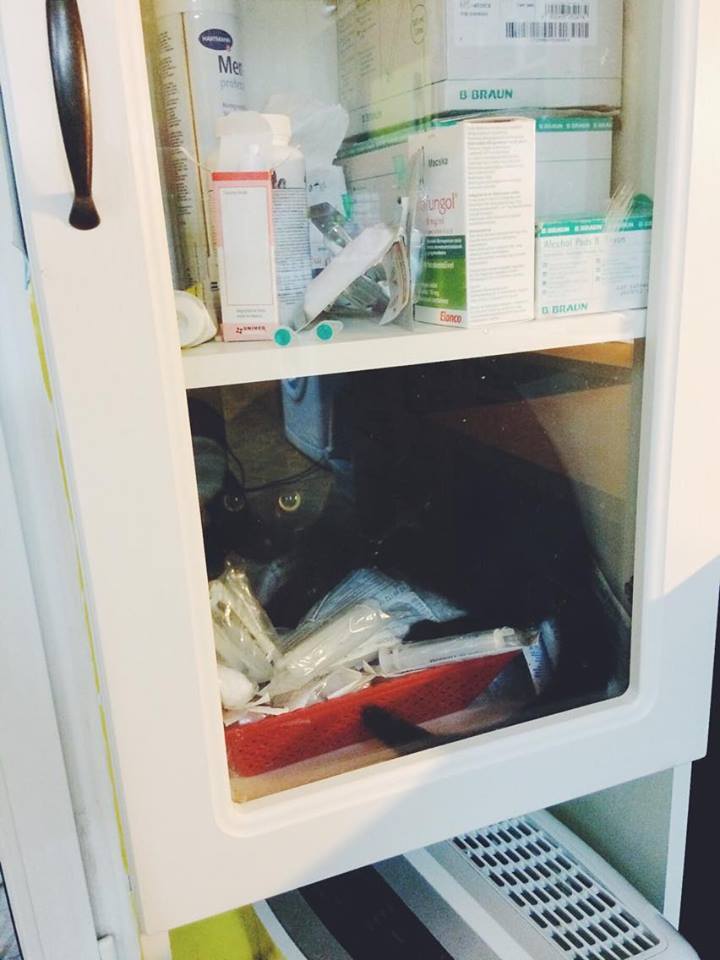 14708260_692583884239551_8255833374973010466_n