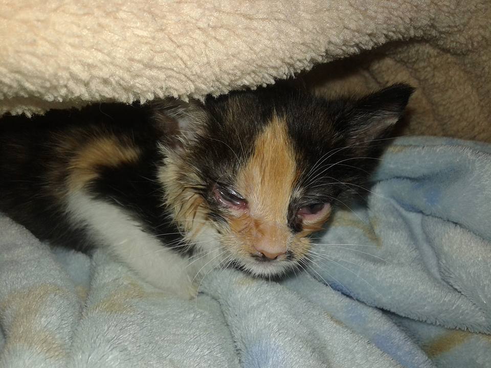 14708263_697056277125645_4110721463415702784_n