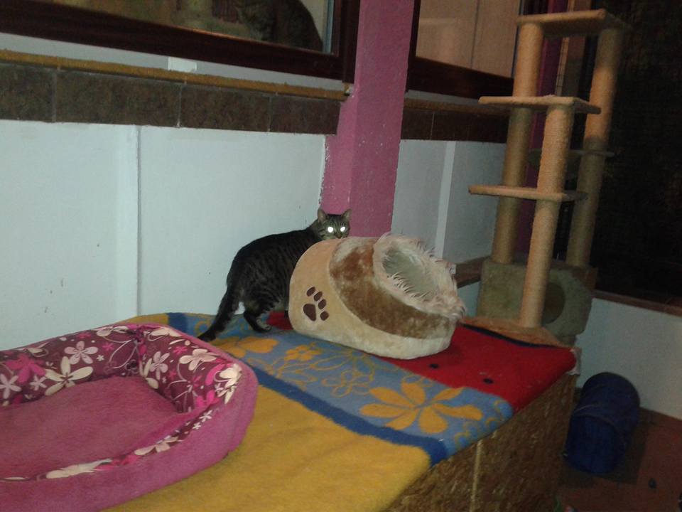 14708270_697056370458969_4961225933879524104_n