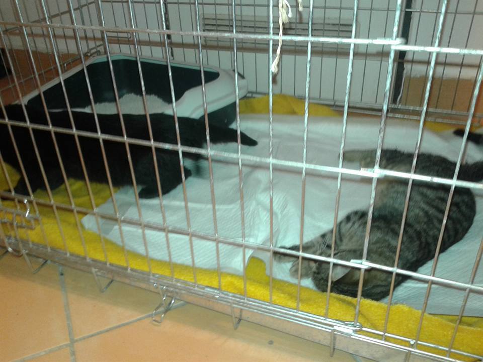 14708384_693601090804497_8500917386751425472_n