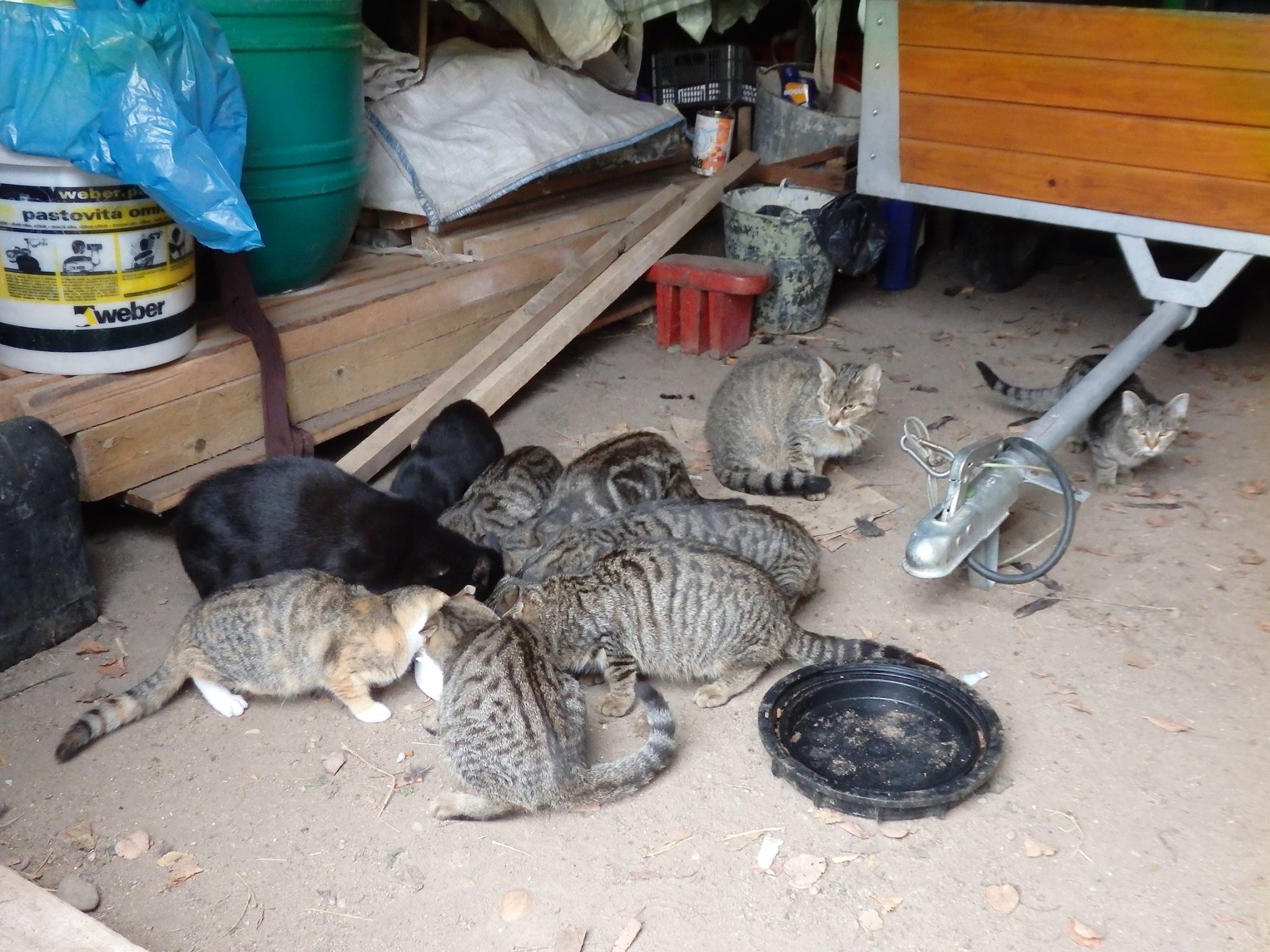 14711216_689568284541111_8096458876436691603_o