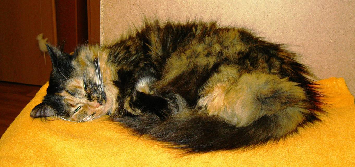 14712524_690296127801660_8411277864259700348_o