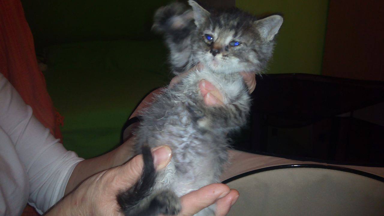 14712550_690805477750725_4484595776650130082_o