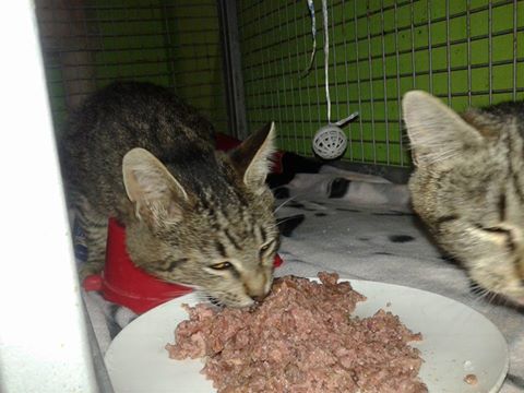 14713672_697057223792217_5156713590066707356_n